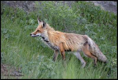 red fox hunting.jpg