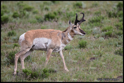 pronghorn walking.jpg