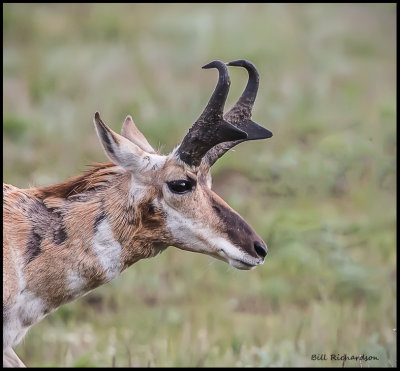 pronghorn portrait.jpg