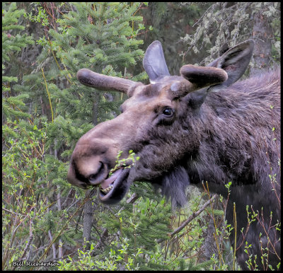moose.jpg