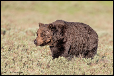 grizzly.jpg