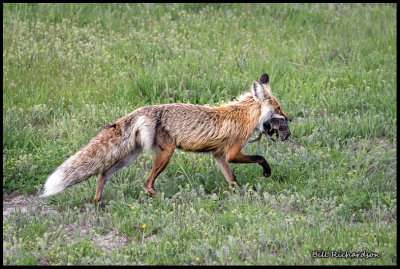 fox with squirrel.jpg