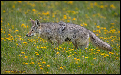 coyote.jpg