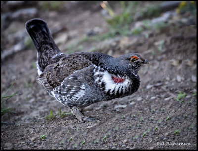 blue grouse.jpg