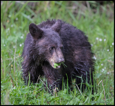 black bearr cub 2d year.jpg