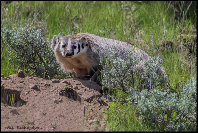 badger looking at me.jpg