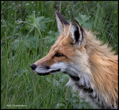 red fox portrait.jpg
