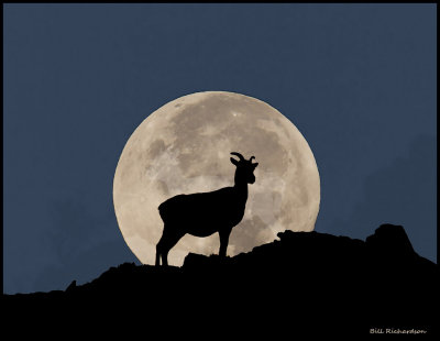 super moon ewe.jpg