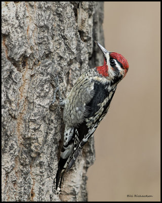 Red-naped sapsucker.jpg