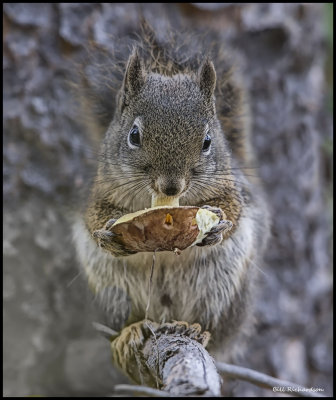 red squirrel w mushroom.jpg
