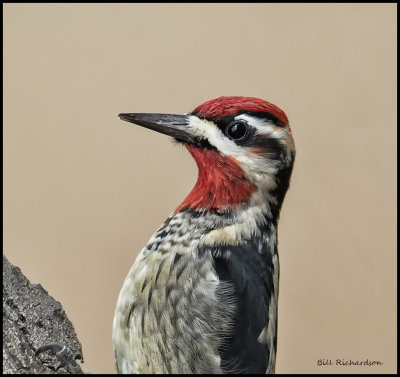 red naped sapsucker portrait.jpg