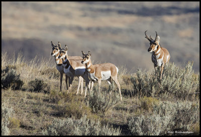 pronghorn family.jpg