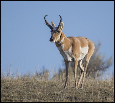 pronghorn buck.jpg