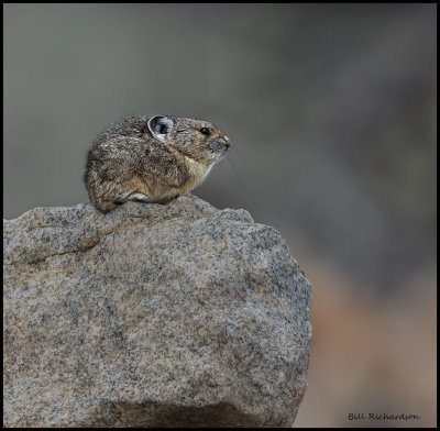 pika.jpg