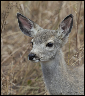mule deer fawn.jpg