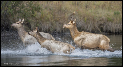 elk river crossing.jpg
