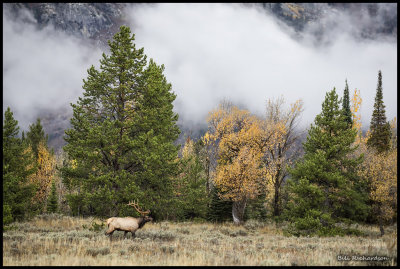 elk in cloudy meadow.jpg