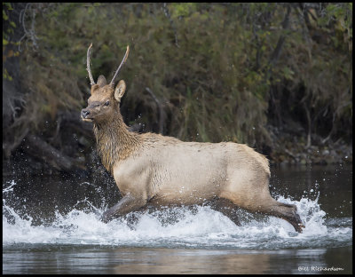 elk bull river crossing.jpg
