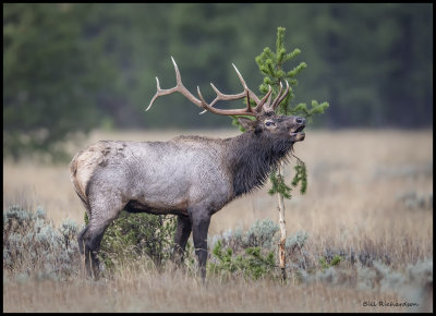 elk bugling.jpg