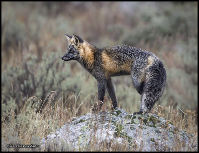 crosss fox3.jpg