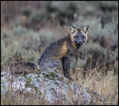 crosss fox2.jpg
