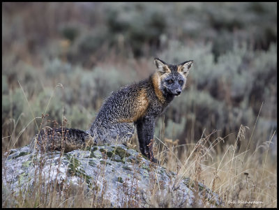 crosss fox.jpg
