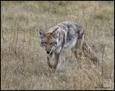 coyote.jpg