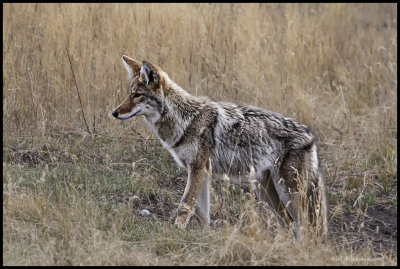coyote hunting.jpg