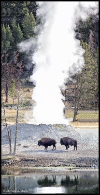 buffalo geyser vertiical pano.jpg