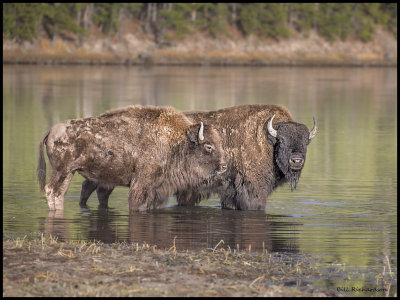 buffalo bull cow.jpg
