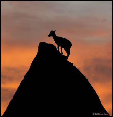 bighorn ewe silhouette.jpg