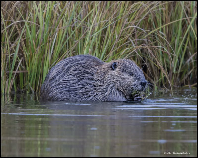 beaver.jpg