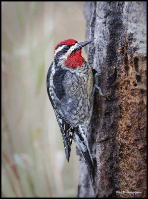 red naped sapsucker 3.jpg