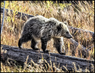 grizzly cub.jpg