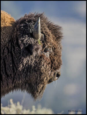 buffalo portrait.jpg