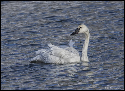 swan swimming.jpg