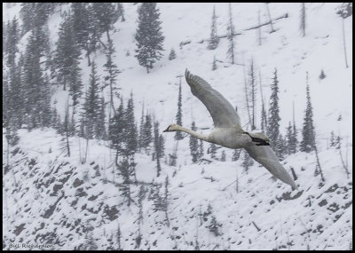 swan in snowstorm.jpg