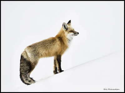 fox standing.jpg