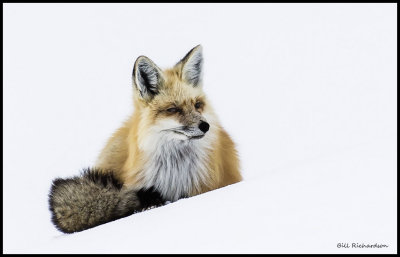 fox resting.jpg