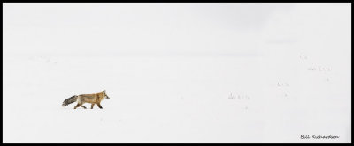 fox in the vastness.jpg
