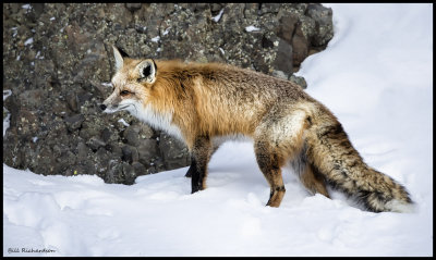 fox in rock.jpg