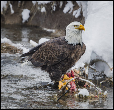 eagle.jpg