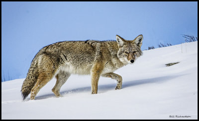coyote walking.jpg