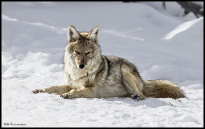 coyote resting.jpg