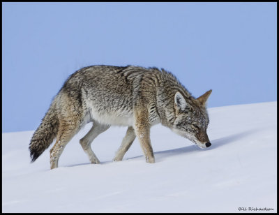 coyote hunting.jpg