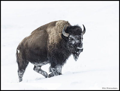 buffalo in snow2.jpg