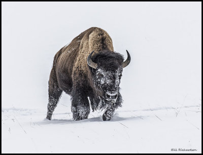 buffalo in snow.jpg