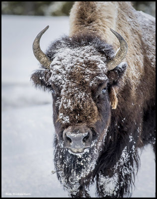 buffalo face.jpg