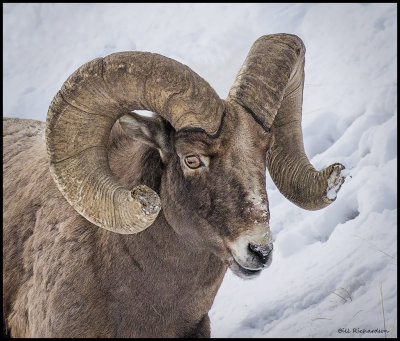 bighorn ram in snowportrait.jpg