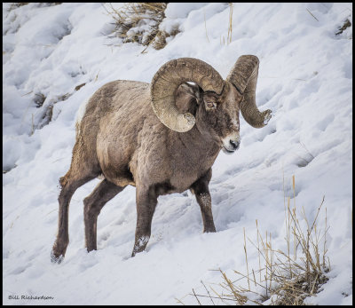 bighorn ram in snow.jpg